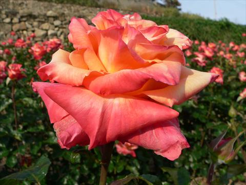 foto van een variëteit aan bloemen, te gebruiken als: Perkplant / Borders Rosa Tea Prince Rainier III