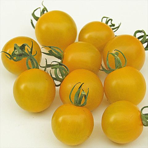 foto van een variëteit aan bloemen, te gebruiken als: Potplant, perkplant, patioplant Solanum lycopersicum (pomodoro) Golden Pearl