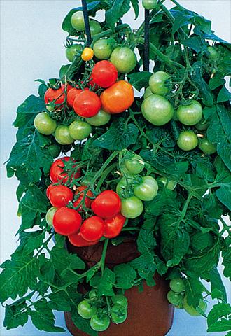 foto van een variëteit aan bloemen, te gebruiken als: Potplant, perkplant, patioplant Solanum lycopersicum (pomodoro) Totem F1