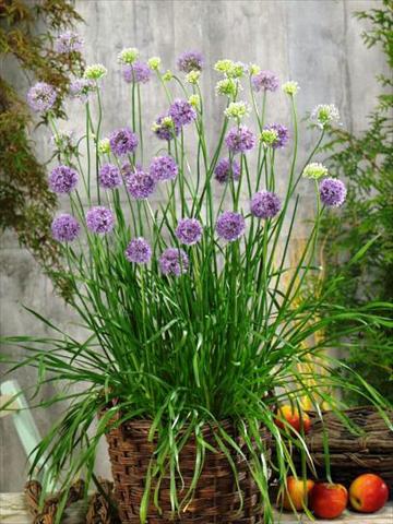 foto van een variëteit aan bloemen, te gebruiken als: Pot - en perkplant Allium tuberosum Quattro