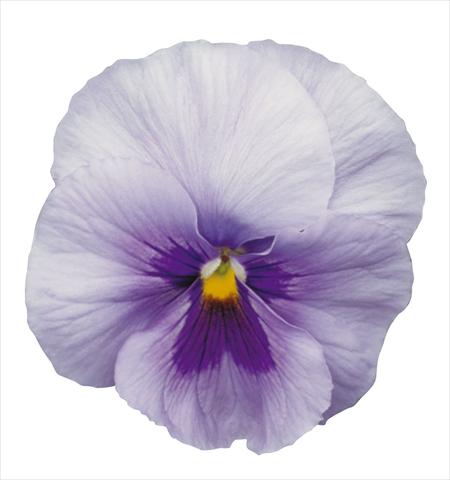 foto van een variëteit aan bloemen, te gebruiken als: Pot - en perkplant Viola wittrockiana Dynamite Blue Center
