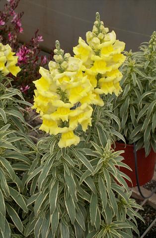 foto van een variëteit aan bloemen, te gebruiken als: Pot - en perkplant Antirrhinum majus Snapdaddy giallo