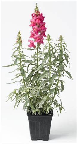 foto van een variëteit aan bloemen, te gebruiken als: Pot - en perkplant Antirrhinum majus Snapdaddy rosa