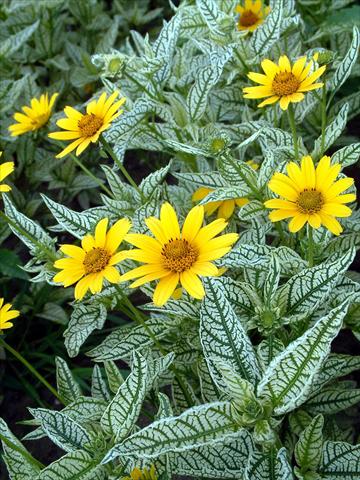 photo of flower to be used as: Bedding / border plant Heliopsis helianthoides Winter Sun