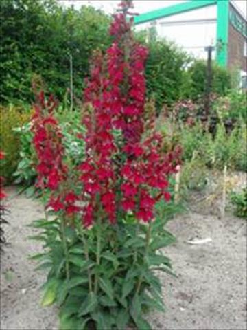 foto van een variëteit aan bloemen, te gebruiken als: Pot - en perkplant Lobelia speciosa Crimson