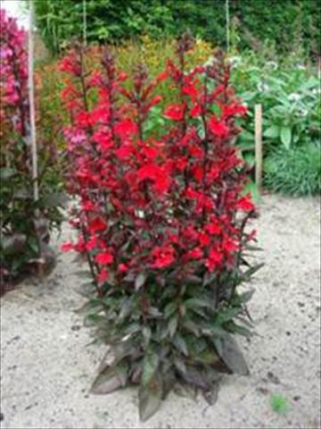 foto van een variëteit aan bloemen, te gebruiken als: Pot - en perkplant Lobelia speciosa Scarlet