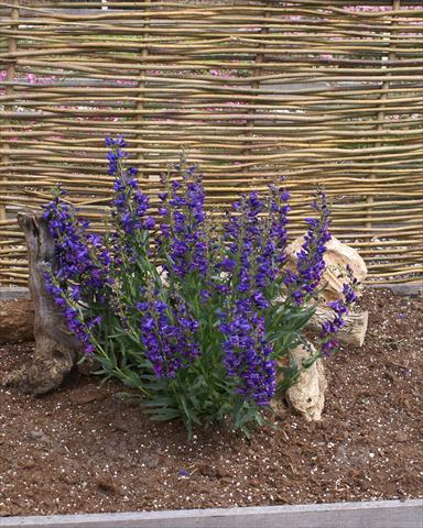foto van een variëteit aan bloemen, te gebruiken als: Pot - en perkplant Penstemon Delfts Blue Riding Hood