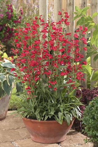 foto van een variëteit aan bloemen, te gebruiken als: Pot - en perkplant Penstemon Red Riding Hood