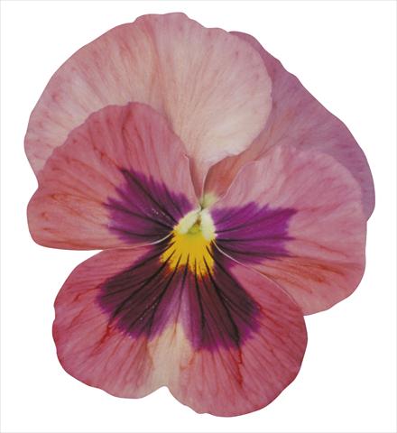 foto van een variëteit aan bloemen, te gebruiken als: Pot - en perkplant Viola wittrockiana Dynamite Pink