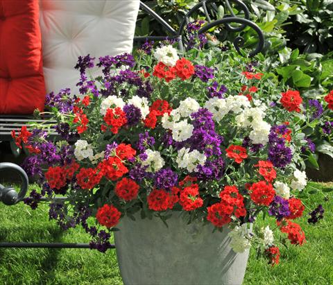 foto van een variëteit aan bloemen, te gebruiken als: Potplant, patioplant, korfplant 3 Combo RED FOX Confetti Garden Liberty