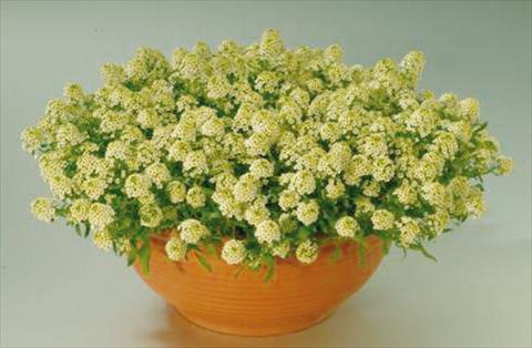 foto van een variëteit aan bloemen, te gebruiken als: Pot - en perkplant Alissum maritimum Clipper Lemon