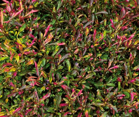 foto van een variëteit aan bloemen, te gebruiken als: Perkplant / Borders Alternanthera Red Carpet