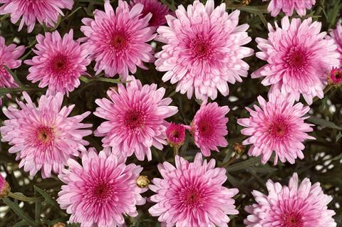 foto van een variëteit aan bloemen, te gebruiken als: Potplant, perkplant, patioplant Argyranthemum Angelic Pink Delight