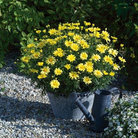 foto van een variëteit aan bloemen, te gebruiken als: Potplant, perkplant, patioplant Argyranthemum Beauty Yellow