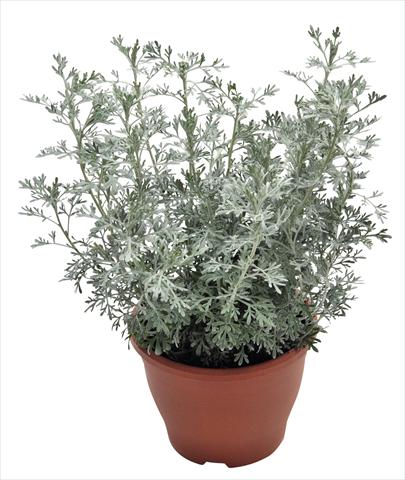 foto van een variëteit aan bloemen, te gebruiken als: Perkplant / Borders Artemisia RED FOX Parfum d Ethiopia