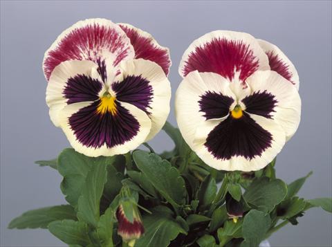 foto van een variëteit aan bloemen, te gebruiken als: Pot - en perkplant Viola wittrockiana Dynamite Purple Rose & White
