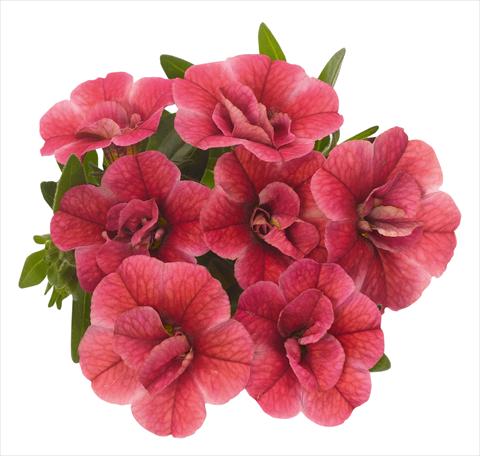 foto van een variëteit aan bloemen, te gebruiken als: Potplant, perkplant, patioplant, korfplant Calibrachoa RED FOX Aloha® Double Strawberry 2013 red pink