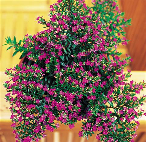 foto van een variëteit aan bloemen, te gebruiken als: Pot Cuphea hyssopifolia Lilac violet