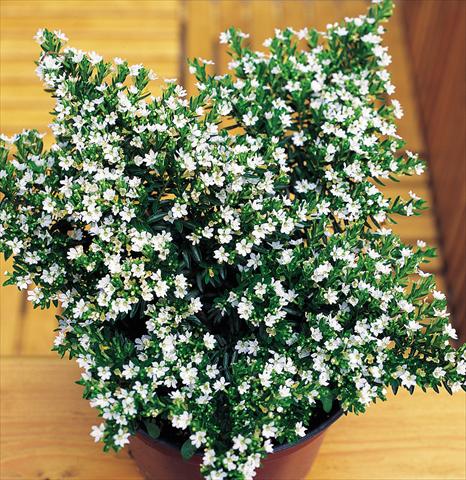 foto van een variëteit aan bloemen, te gebruiken als: Pot Cuphea hyssopifolia White
