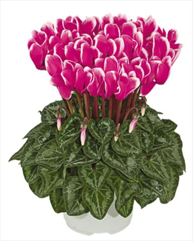 foto van een variëteit aan bloemen, te gebruiken als: Pot Cyclamen persicum mini Metis® Fuchsia vif