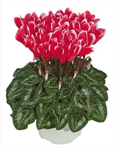 foto van een variëteit aan bloemen, te gebruiken als: Pot Cyclamen persicum mini Metis® Rouge