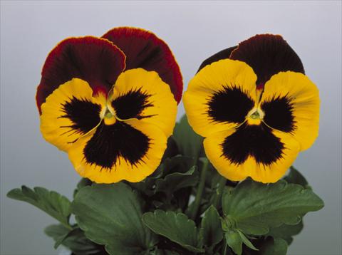 foto van een variëteit aan bloemen, te gebruiken als: Pot - en perkplant Viola wittrockiana Dynamite Red & Yellow