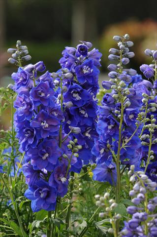 foto van een variëteit aan bloemen, te gebruiken als: Pot - en perkplant Delphinium elatum Dasante Blue F1