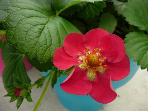 foto van een variëteit aan bloemen, te gebruiken als: Potplant, perkplant, patioplant Fragaria Berty F1 Rosso