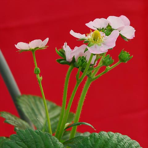 foto van een variëteit aan bloemen, te gebruiken als: Potplant, perkplant, patioplant Fragaria Romina F1 Rosa