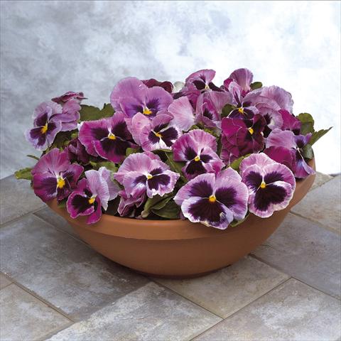 foto van een variëteit aan bloemen, te gebruiken als: Pot - en perkplant Viola wittrockiana Power Rosalyn