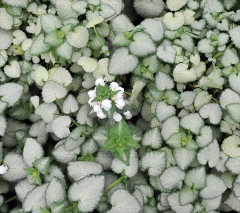 foto van een variëteit aan bloemen, te gebruiken als: Perkplant / Borders Lamium White Nancy