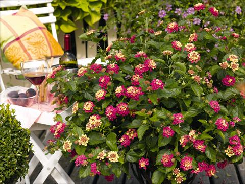 foto van een variëteit aan bloemen, te gebruiken als: Potplant, perkplant, patioplant Lantana camara Pink Bird pink yellow