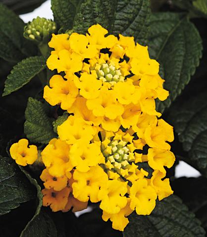 foto van een variëteit aan bloemen, te gebruiken als: Potplant, perkplant, patioplant Lantana camara Starfruit yellow