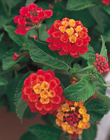 foto van een variëteit aan bloemen, te gebruiken als: Potplant, perkplant, patioplant Lantana camara Dallas Red red orange