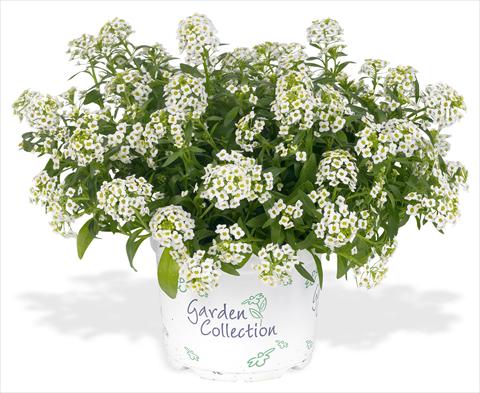 foto van een variëteit aan bloemen, te gebruiken als: Pot - en perkplant Lobularia maritima Silver Stream white