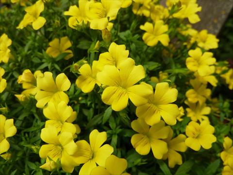 foto van een variëteit aan bloemen, te gebruiken als: Potplant, perkplant, patioplant Mecardonia Magic Carpet Yellow