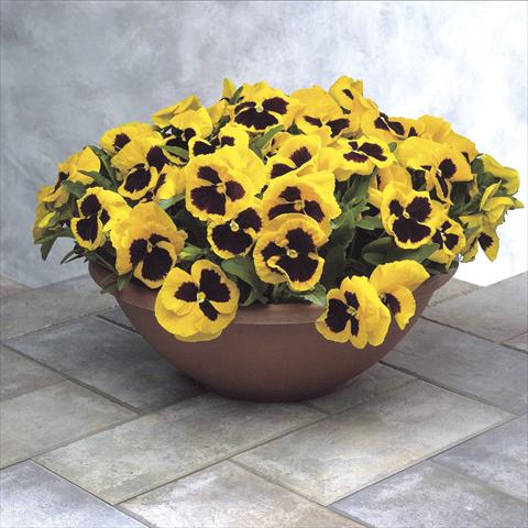 foto van een variëteit aan bloemen, te gebruiken als: Pot - en perkplant Viola wittrockiana Power Yellow w blotch