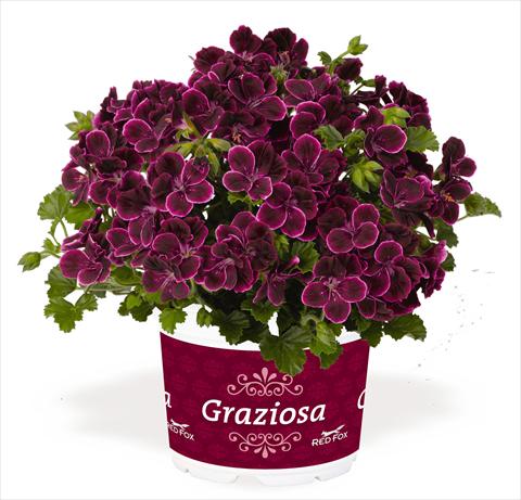foto van een variëteit aan bloemen, te gebruiken als: Patioplant, potplant Pelargonium interspec. RED FOX Graziosa Piccola Merlot wine red pink edge