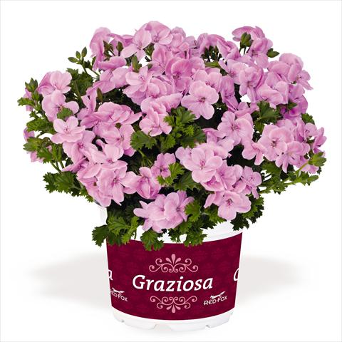 foto van een variëteit aan bloemen, te gebruiken als: Patioplant, potplant Pelargonium interspec. RED FOX Graziosa Piccola Soft Pink