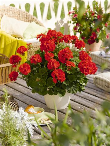 foto van een variëteit aan bloemen, te gebruiken als: Potplant, perkplant, patioplant Pelargonium zonale RED FOX Green Series Andria