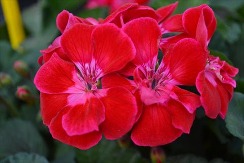 foto van een variëteit aan bloemen, te gebruiken als: Potplant, perkplant, patioplant Pelargonium zonale RED FOX TexMex Ruby 2013 ruby red pink edge