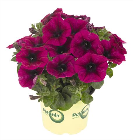 foto van een variëteit aan bloemen, te gebruiken als: Potplant, perkplant, patioplant, korfplant Petunia RED FOX Potunia® Deep Purple 2013 intense purple