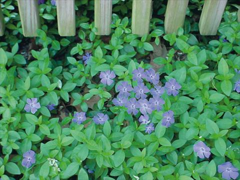 foto van een variëteit aan bloemen, te gebruiken als: Pot - en perkplant Catharanthus roseus - Vinca Vinca Minor