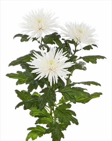 foto van een variëteit aan bloemen, te gebruiken als: Pot - en perkplant Chrysanthemum Anastasia Special