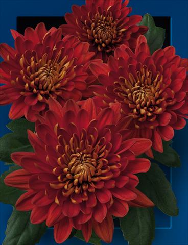 foto van een variëteit aan bloemen, te gebruiken als: Pot - en perkplant Chrysanthemum Charmena