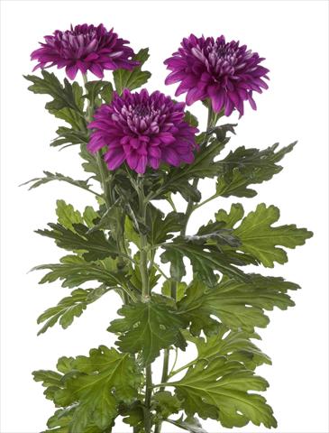 foto van een variëteit aan bloemen, te gebruiken als: Pot - en perkplant Chrysanthemum Desna Dark