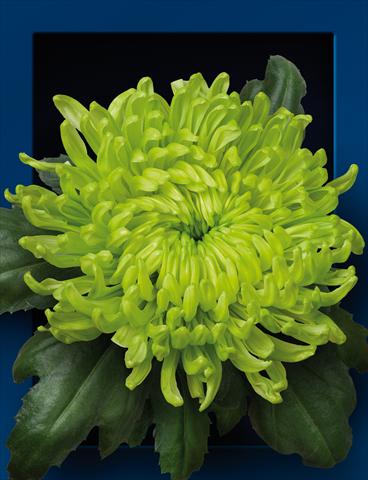 foto van een variëteit aan bloemen, te gebruiken als: Pot - en perkplant Chrysanthemum Globe Green
