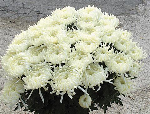 foto van een variëteit aan bloemen, te gebruiken als: Pot - en perkplant Chrysanthemum Paride
