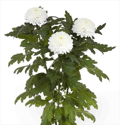 foto van een variëteit aan bloemen, te gebruiken als: Pot - en perkplant Chrysanthemum Valor