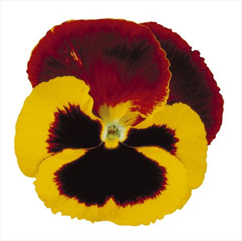 foto van een variëteit aan bloemen, te gebruiken als: Pot - en perkplant Viola wittrockiana Super Majestic Giants Red Cap